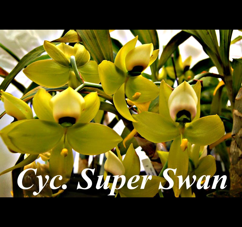 Cyc Super Swan
